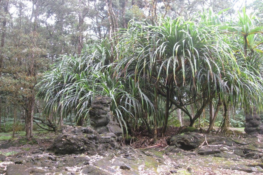 ../image/lava tree state park 5.jpg